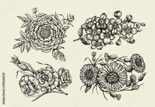 Flowers. Hand drawn sketch flower, peony, cornflower, knapweed, forget-me-not, carnation, clove. Vector illustration
