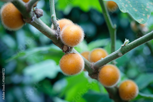 Solanum ferox photo