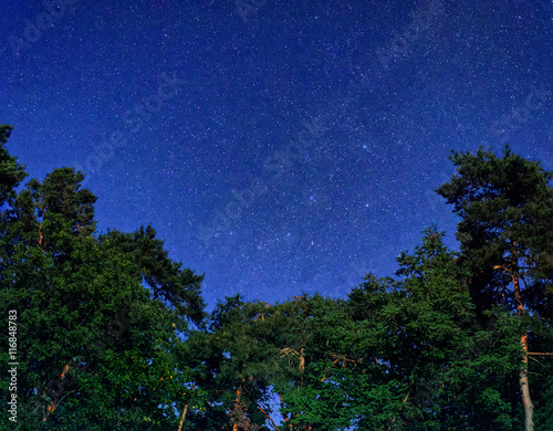 night sky full of stars over tree tops in the forest