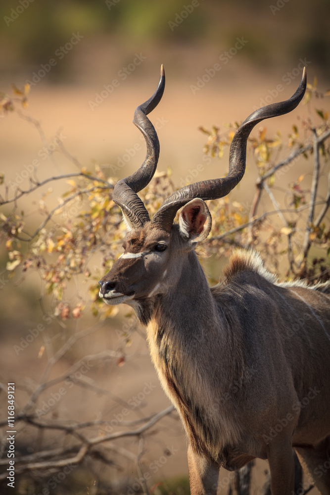 Kudu bull in the kruger national park Kudu bull in the kruger national park