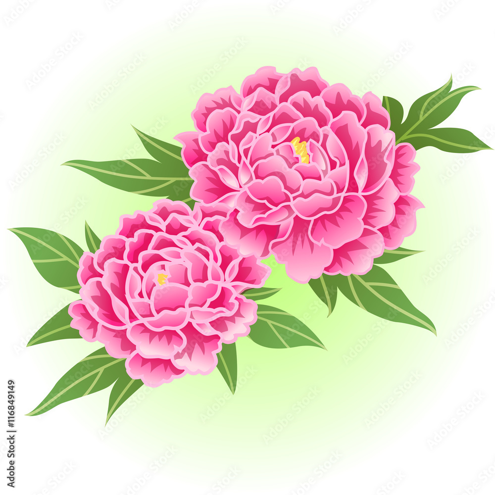 deep pink peony flower illustration vector deep pink peony flower illustration vector