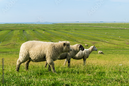 Schafreihe