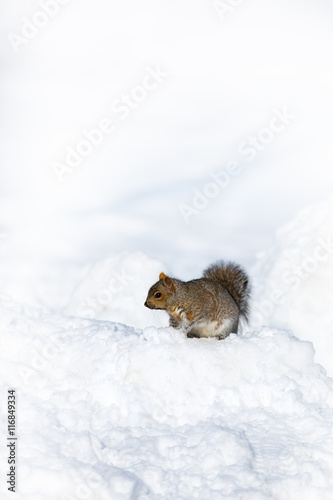 Squirrel in the snow © Rixie