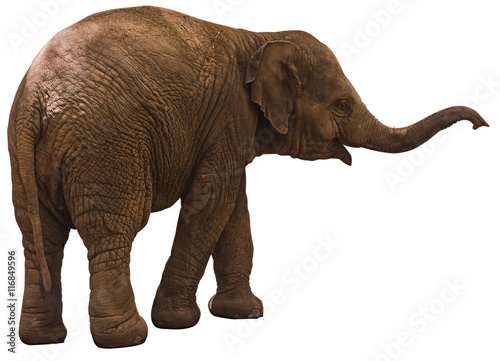 calf elephant © tomkdesign