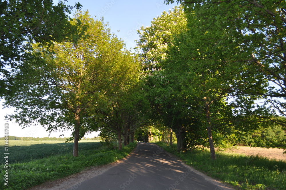 Allee bei Altkamp, Rügen Allee bei Altkamp, Rügen
