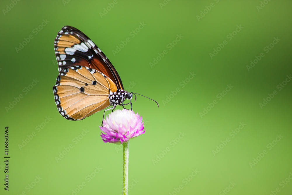 Butterflies in the garden flowers. - obrazy, fototapety, plakaty 