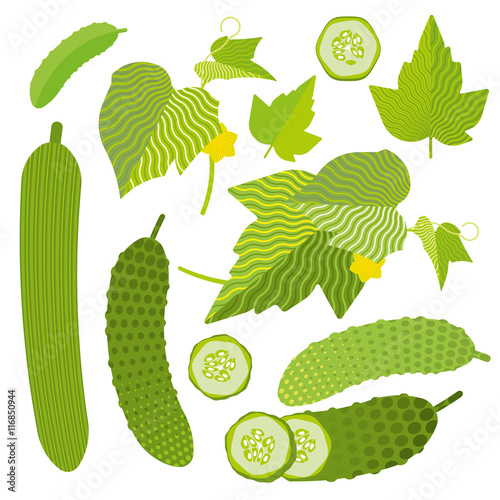 Fresh cucumber set: isolated and cut, leaves, flat illustration