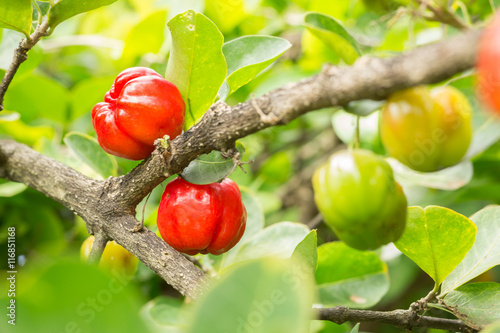 acerola cherry fruit