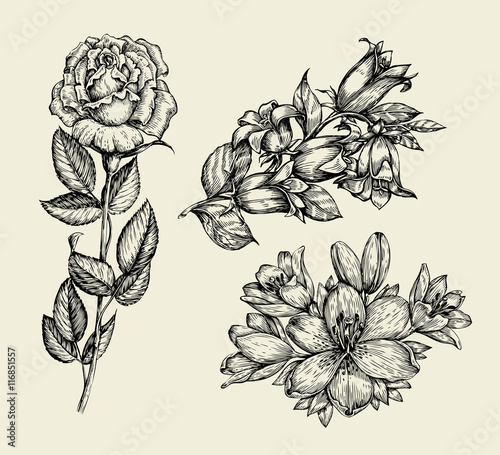 Flowers. Hand drawn sketch flower bell, rose, lily, floral pattern. Vector illustration
