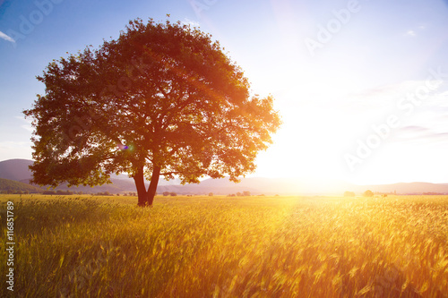 Lonely tree against a blue sky at sunset.