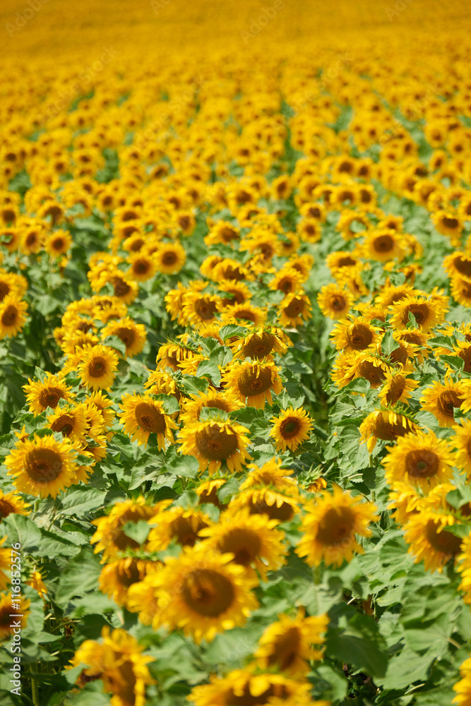 rows of sunflowers in a field as background, beautiful summer landscape rows of sunflowers in a field as background, beautiful summer landscape