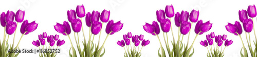 header  panorama many purple violet  tulip
