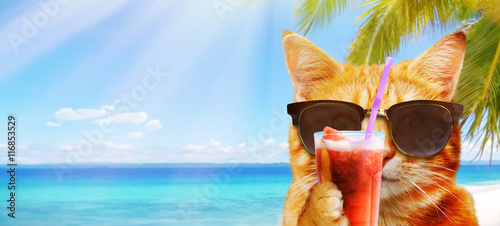 Cat relaxing on the beach