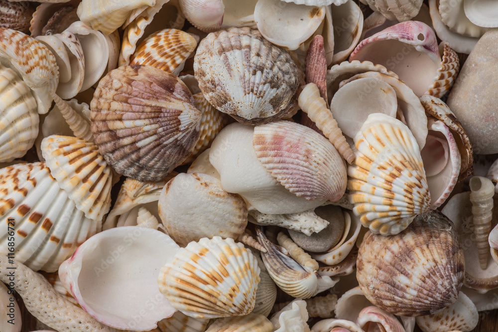 a lot of seashells on the beach