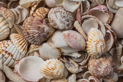 a lot of seashells on the beach