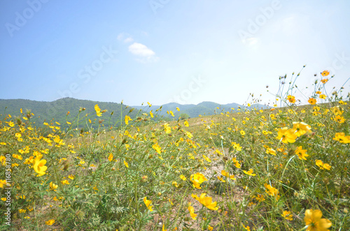 Yellow cosmos flower fields in thailand