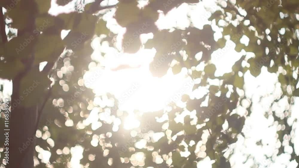 Backdrop of Green Leaves Background with Sun Light Bright Backdrop of Green Leaves Background with Sun Light Bright