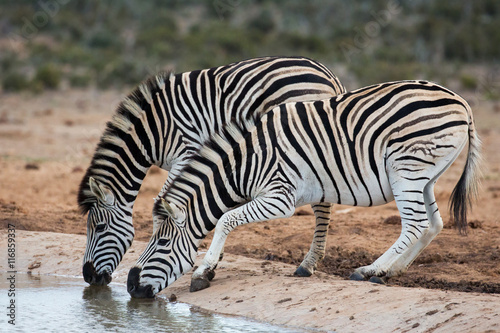 Burchells or Plains Zebras Drinking Water