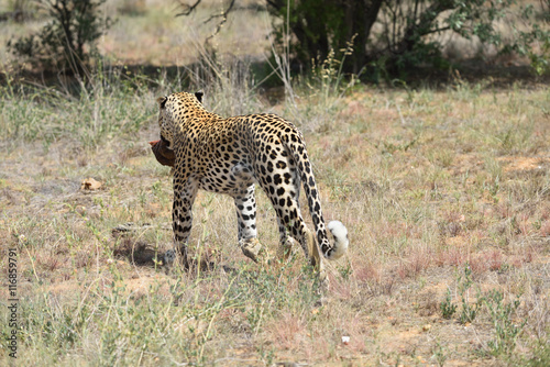 Wild leopard, Namibia, Africa