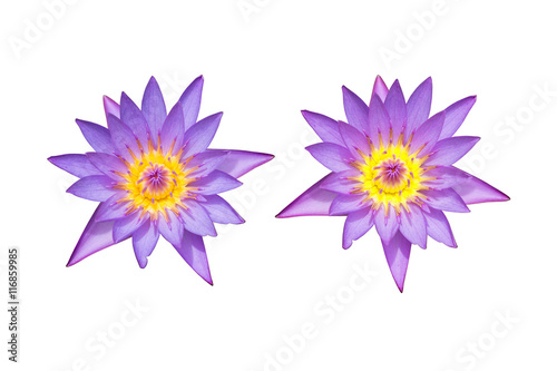 Two lotuses on white background
