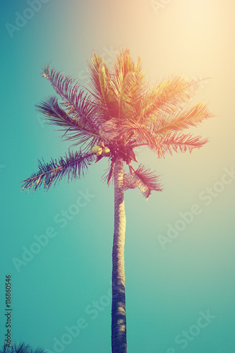 coconut tree in sunny day , retro filter
