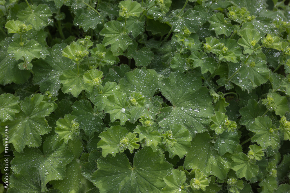 Blatthintergrund mit Regentropfen Blatthintergrund mit Regentropfen