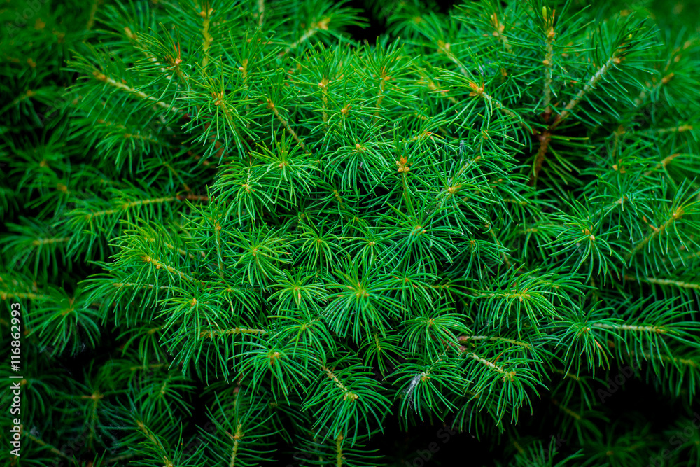 Fresh green conic fir branches, background of christmas tree branches Fresh green conic fir branches, background of christmas tree branches