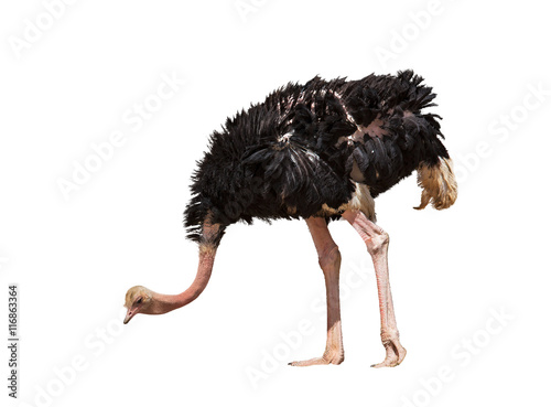 beautiful ostrich isolated