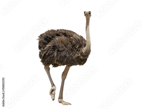 beautiful ostrich isolated