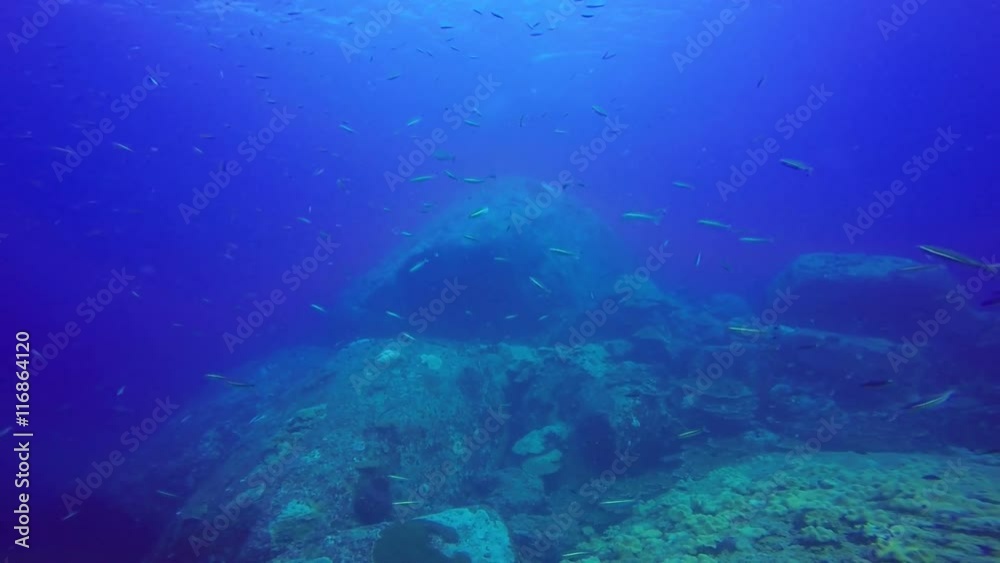 Giant school of fish tropical reef, shot in the Red Sea, Sudan underwater shot, total shot Giant school of fish tropical reef, shot in the Red Sea, Sudan underwater shot, total shot