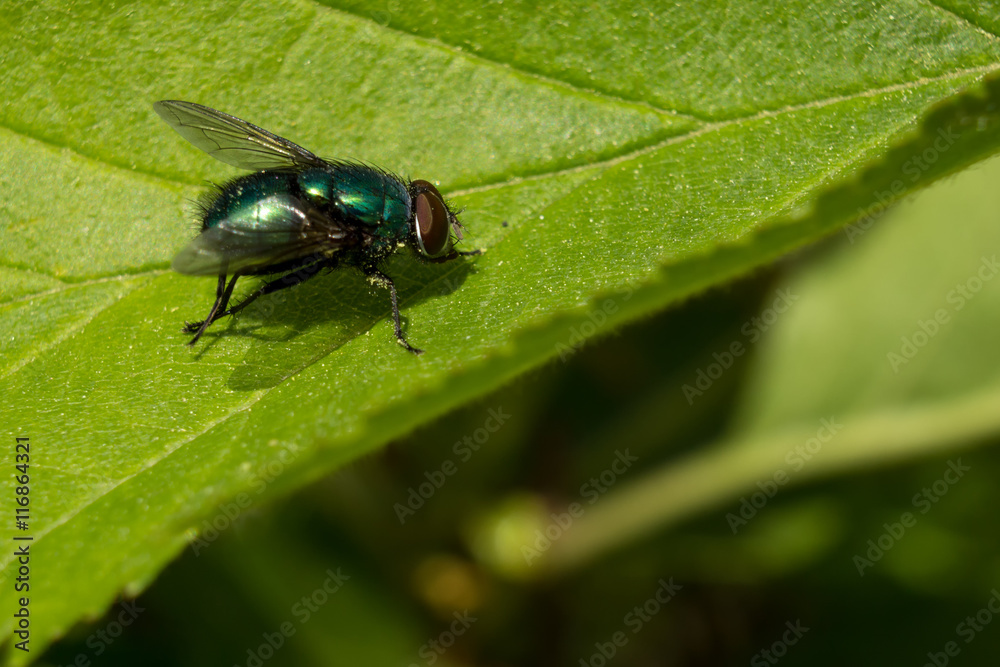 Common green bottle fly on a leaf Common green bottle fly on a leaf