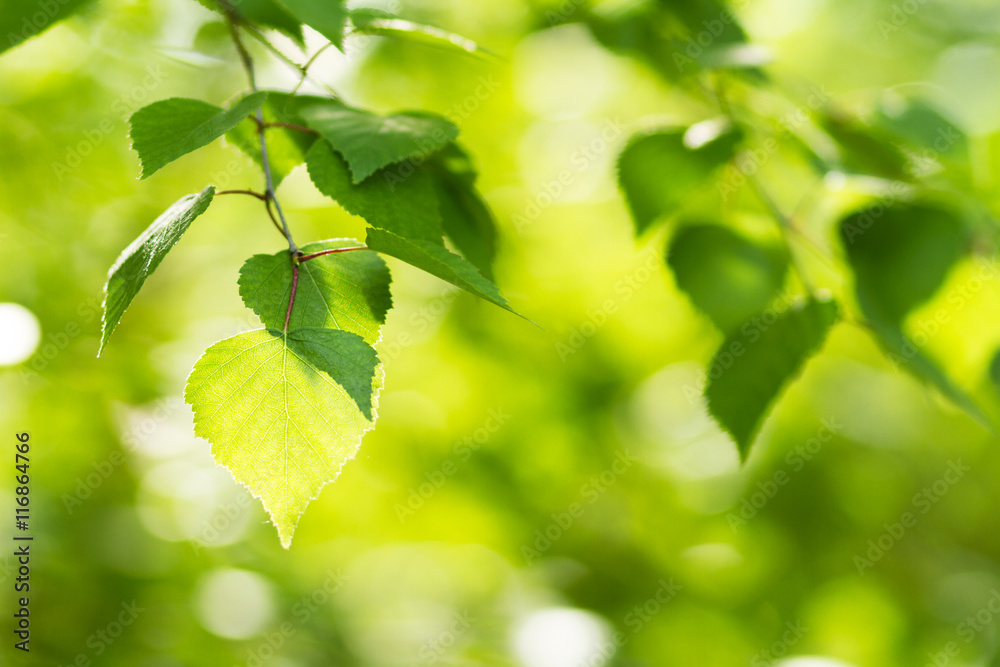 Green summer background, summer and birch leaves Green summer background, summer and birch leaves