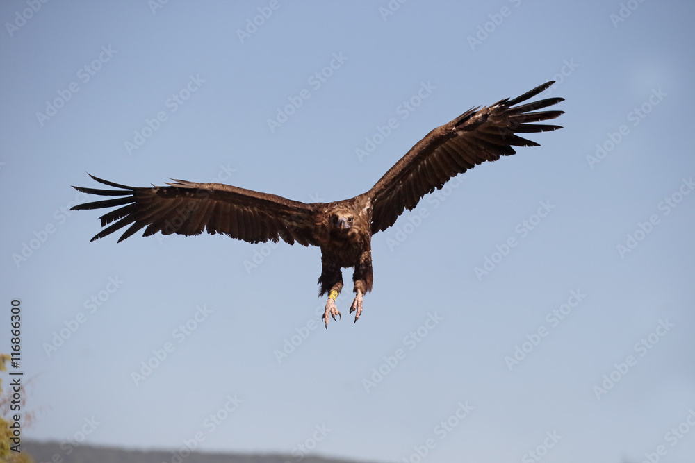 Cinereous Vulture or Black vulture, Aegypius monachus Cinereous Vulture or Black vulture, Aegypius monachus