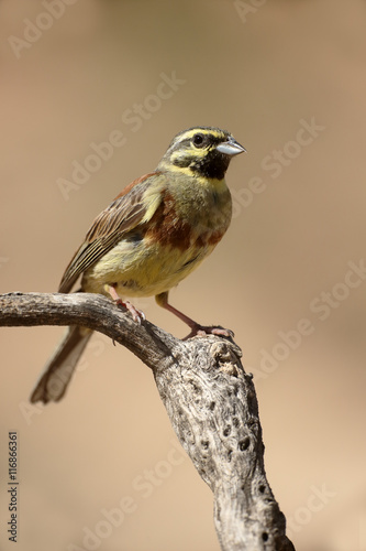 Cirl bunting, Emberiza cirlus photo