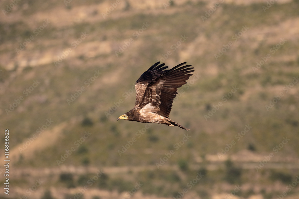 Egyptian vulture, Neophron percnopterus Egyptian vulture, Neophron percnopterus