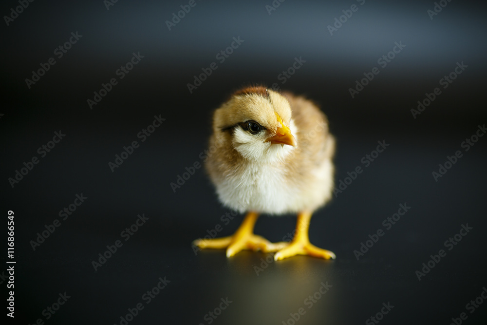 Obraz premium cute little chicken