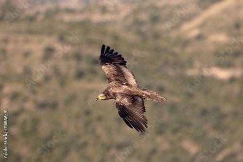Egyptian vulture, Neophron percnopterus © Erni