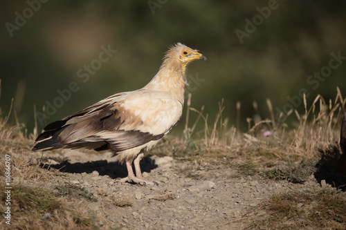 Egyptian vulture  Neophron percnopterus