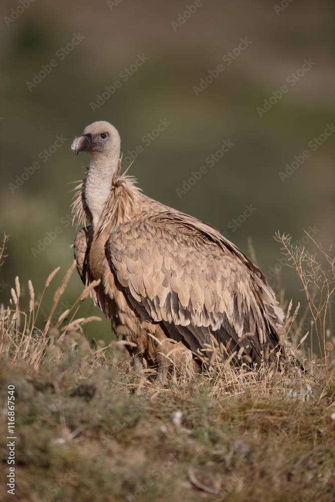 Fototapeta premium Griffon vulture, Gyps fulvus