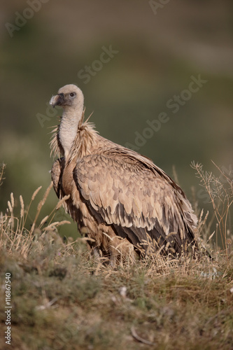 Griffon vulture  Gyps fulvus