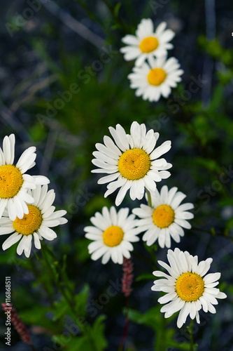 camomile on a dark background