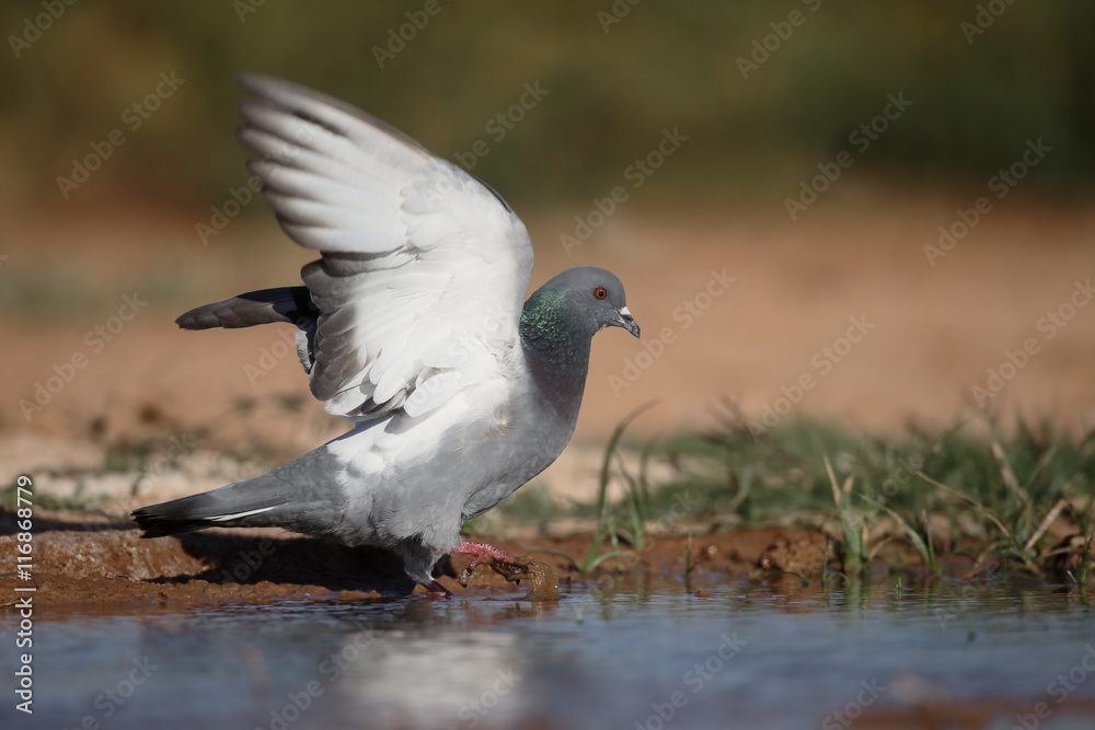Fototapeta premium Rock dove, Columba livia