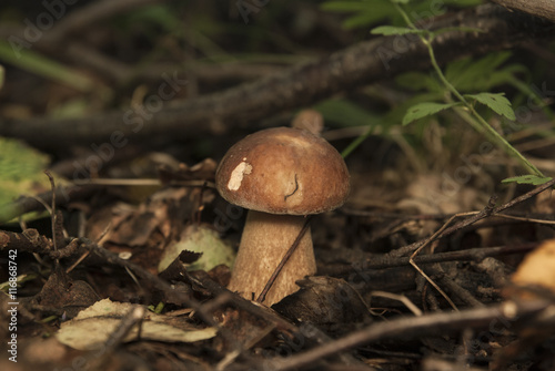 Boletus edulis in the forest. Edible mushroom