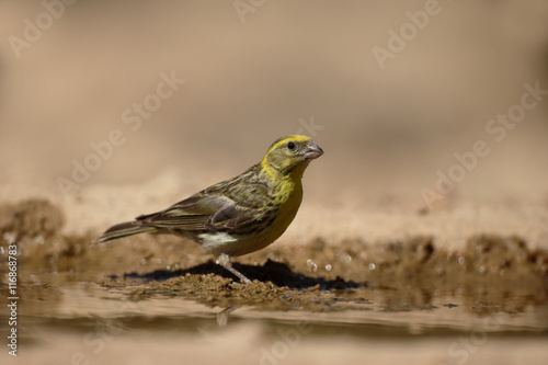 Serin, Serinus serinus