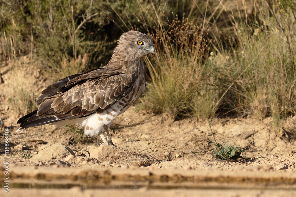 Short-toed eagle, Circaetus gallicus Short-toed eagle, Circaetus gallicus