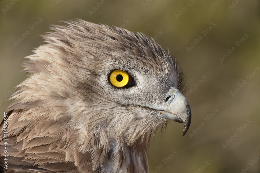 Naklejka premium Short-toed eagle, Circaetus gallicus