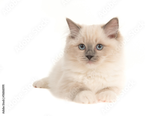 Pretty ragdoll baby cat kitten with blue eyes lying down, isolated on a white background
