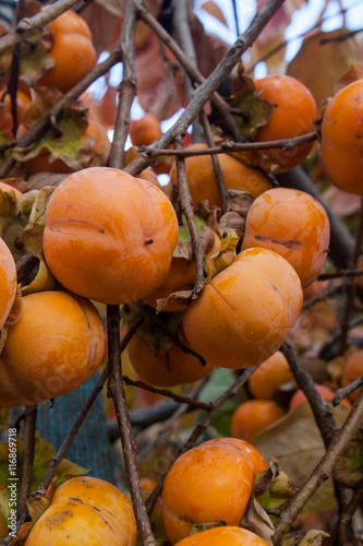 Persimmon fruits on tree