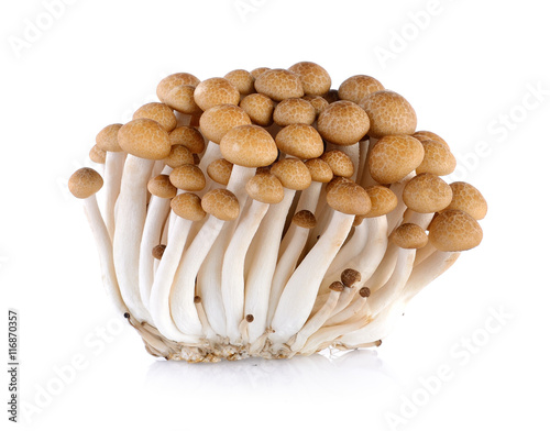  Shimeji Mushroom