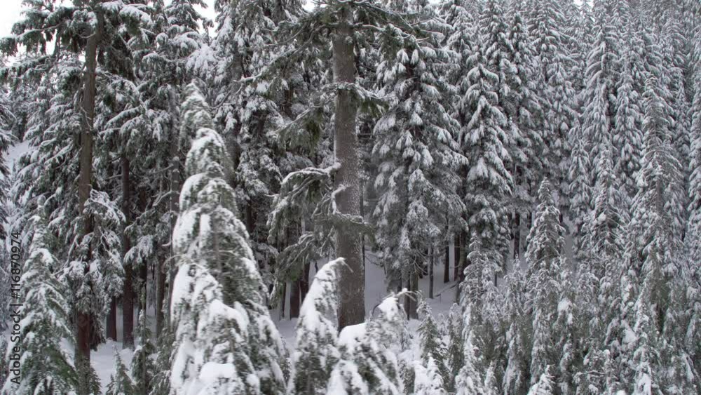 Camera moves past trees covered in fresh snow. Camera moves past trees covered in fresh snow.